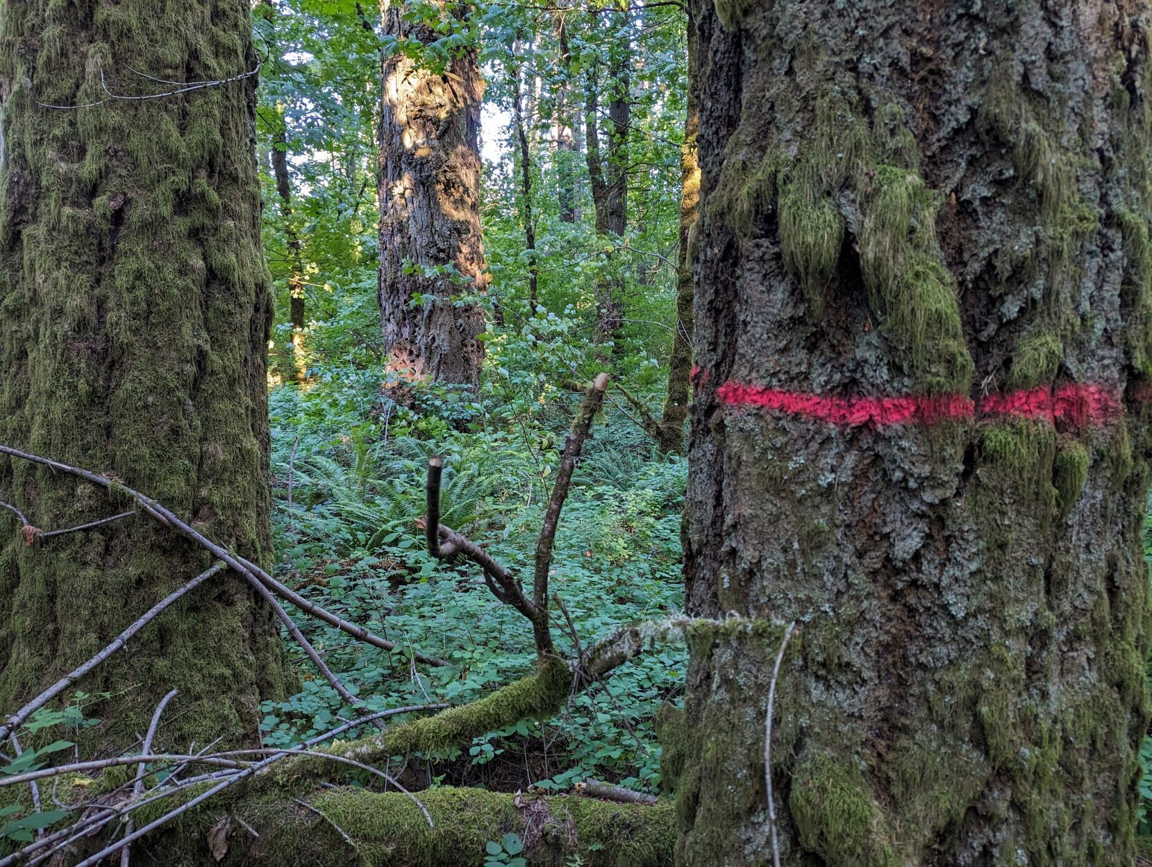 McDonald-Dunn Forest trees marked for clearcutting